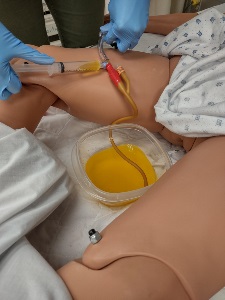 learner collecting simulated urine from the plastic food storage container placed between the legs of a manikin