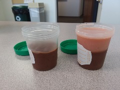 Two four-ounce specimen cups. One half filled with instant chocolate pudding. One half filled with instant chocolate pudding and topped with peach gelatin.
