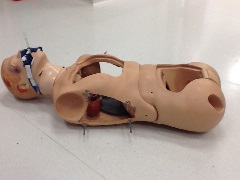 intubated manikin with head, chest with openings in front and both sides, and pelvis with opening in front