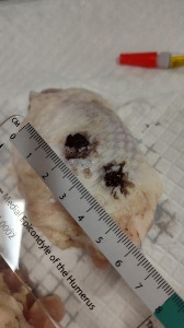 Moulaged raw chicken thigh with two dark bobas, one about 1 cm wide, next to a ruler