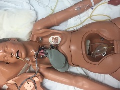 manikin with chest and abdominal cavities open