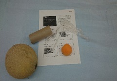 whole cantaloupe, single toilet paper roll, apricot, speculum, and printed handout