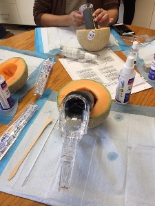 half cantaloupe with 3-inch length of styrofoam pipe insulation in center with speculum inserted in the pipe insulation