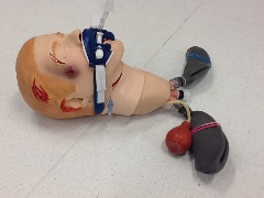 intubated manikin head with visible lungs